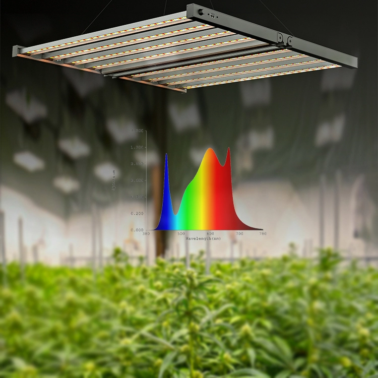 Cannabis de 800w cultivando plantas de interior led cresce luz