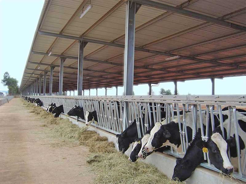 Fazenda de vacas de aço