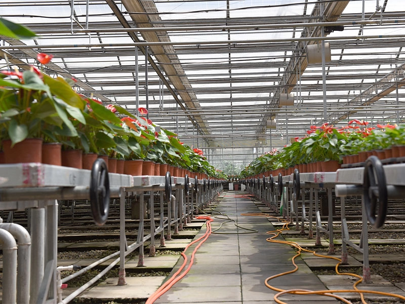 Cultivo de flores em estufa