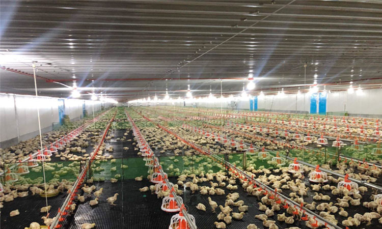 Fazenda de frangos com estrutura de aço pré-fabricada
