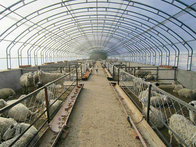 Abrigo de gado de aço leve barato, criação de gado, cabra, galpão agrícola