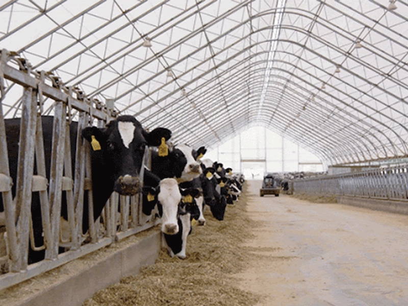 Galpão estrutural de aço para fazenda de gado da nova moda