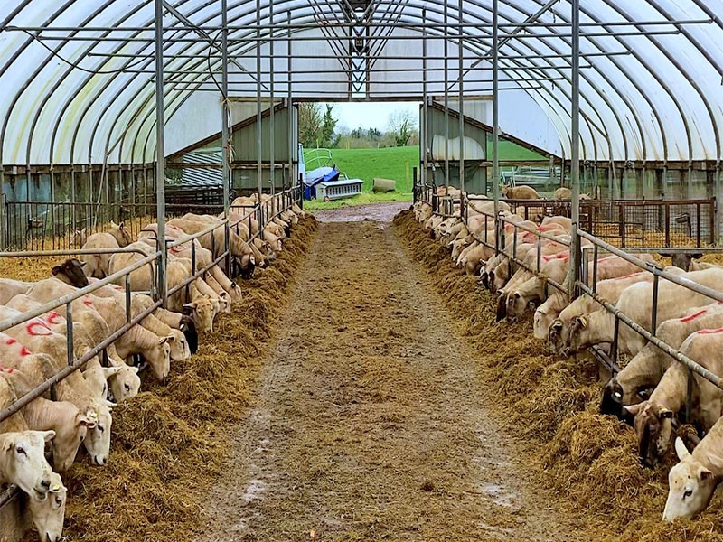 Abrigo de gado de aço leve barato, criação de gado, cabra, galpão agrícola